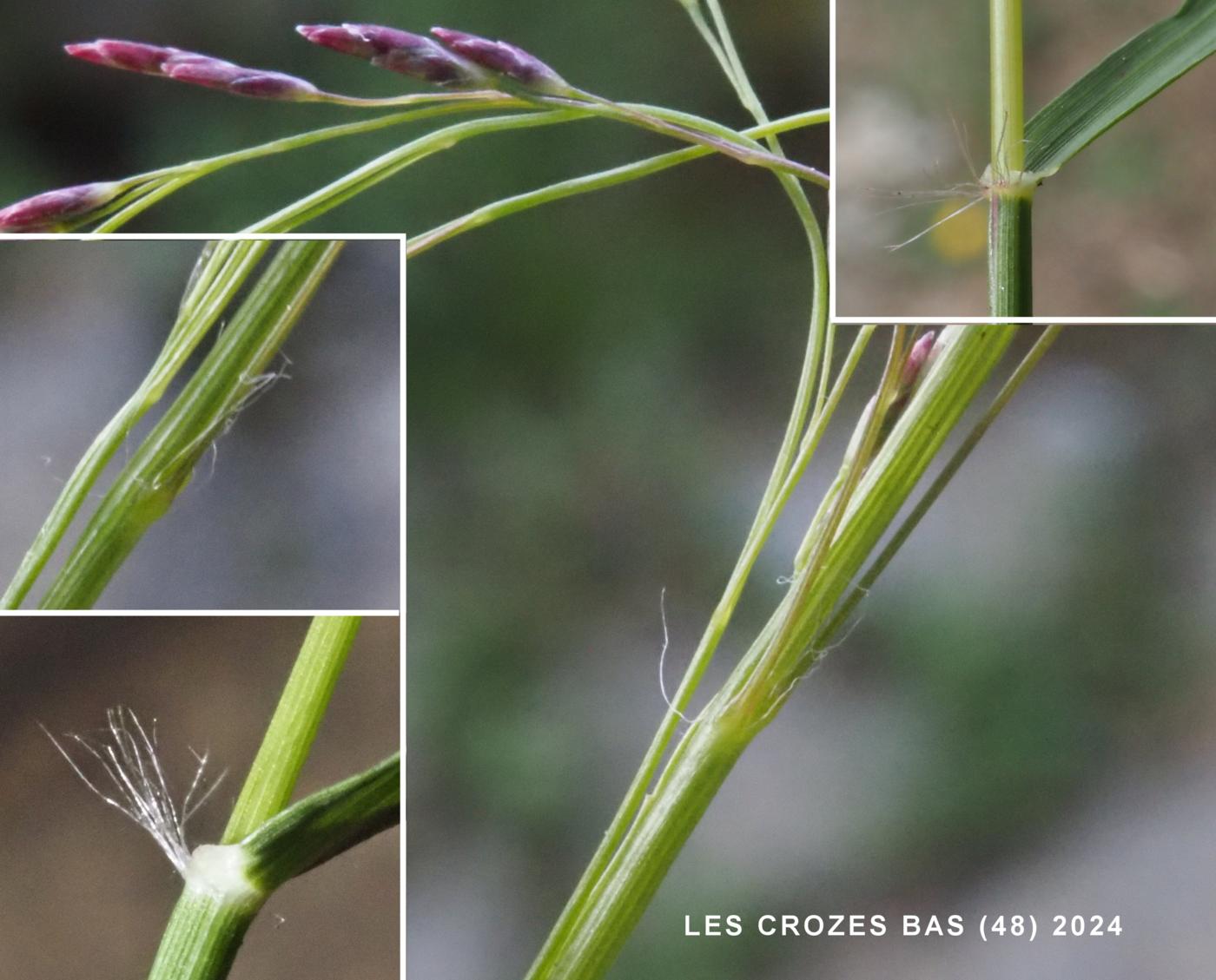 Love-grass, Jersey leaf